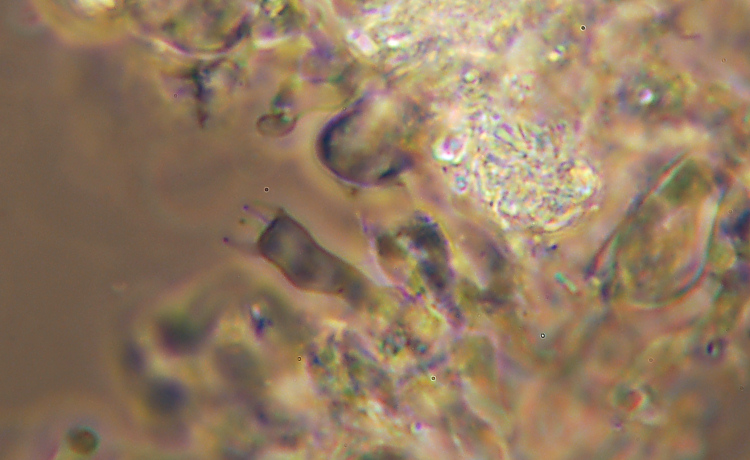 Crosta bianca da det. - foto 7006 (Crustomyces subabruptus)